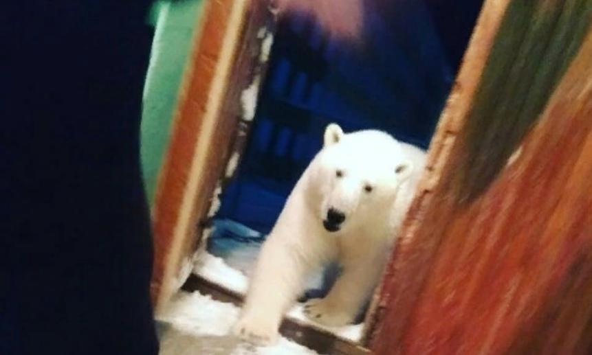 В феврале 2019 года жители Новой Земли встретились с белым медведем прямо в своём подъезде.