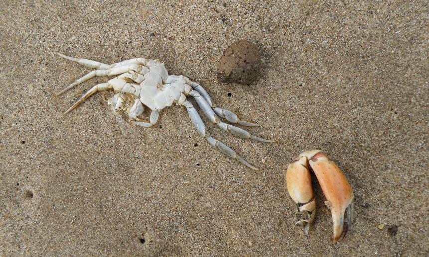 На Камчатке обнаружились новые случаи массовой гибели морских животных