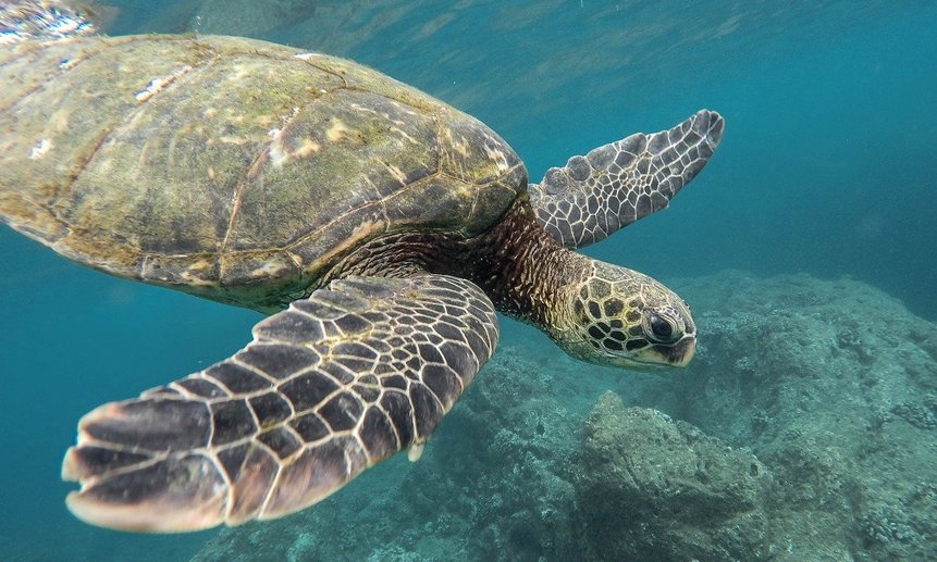 Коралловые острова Большого кораллового рифа - среда размножения 6 из 7 вымирающих видов морских черепах.